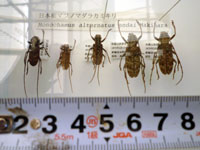 マツノマダラカミキリムシ 成虫標本