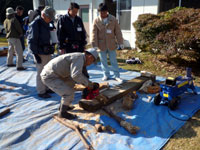 マツノマダラカミキリムシ 幼虫観察実習