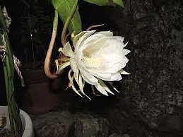 画像の説明 画像の説明