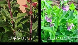 画像の説明 画像の説明