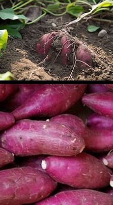 画像の説明 画像の説明