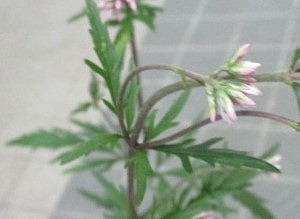 画像の説明 画像の説明