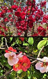 画像の説明 画像の説明