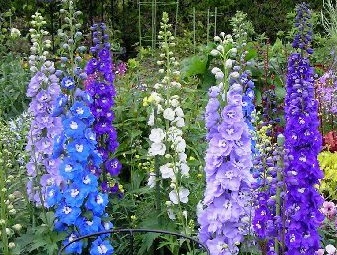 s_hana2017-04image7 s_hana2017-04image7