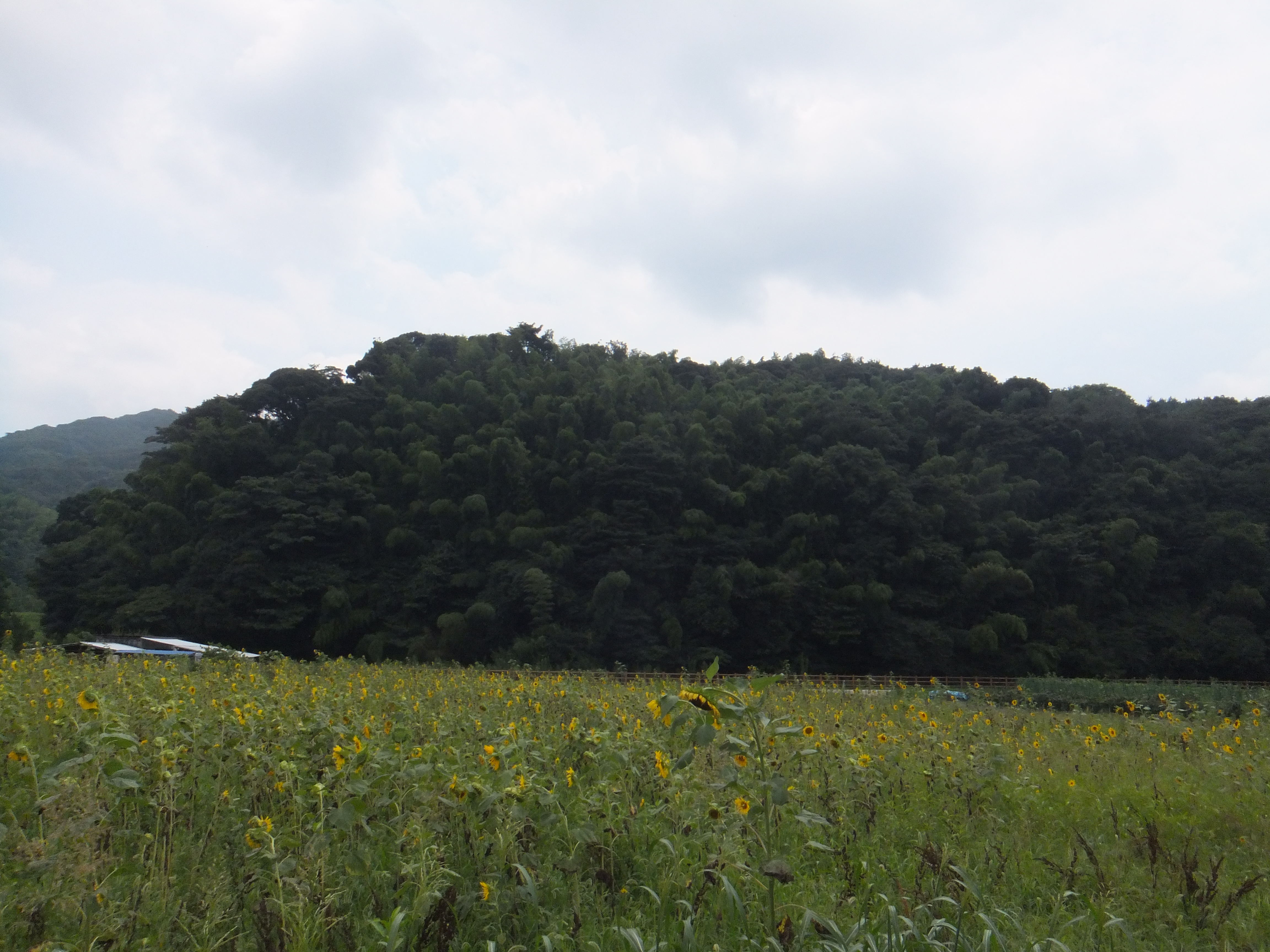 長野緑地のひまわり