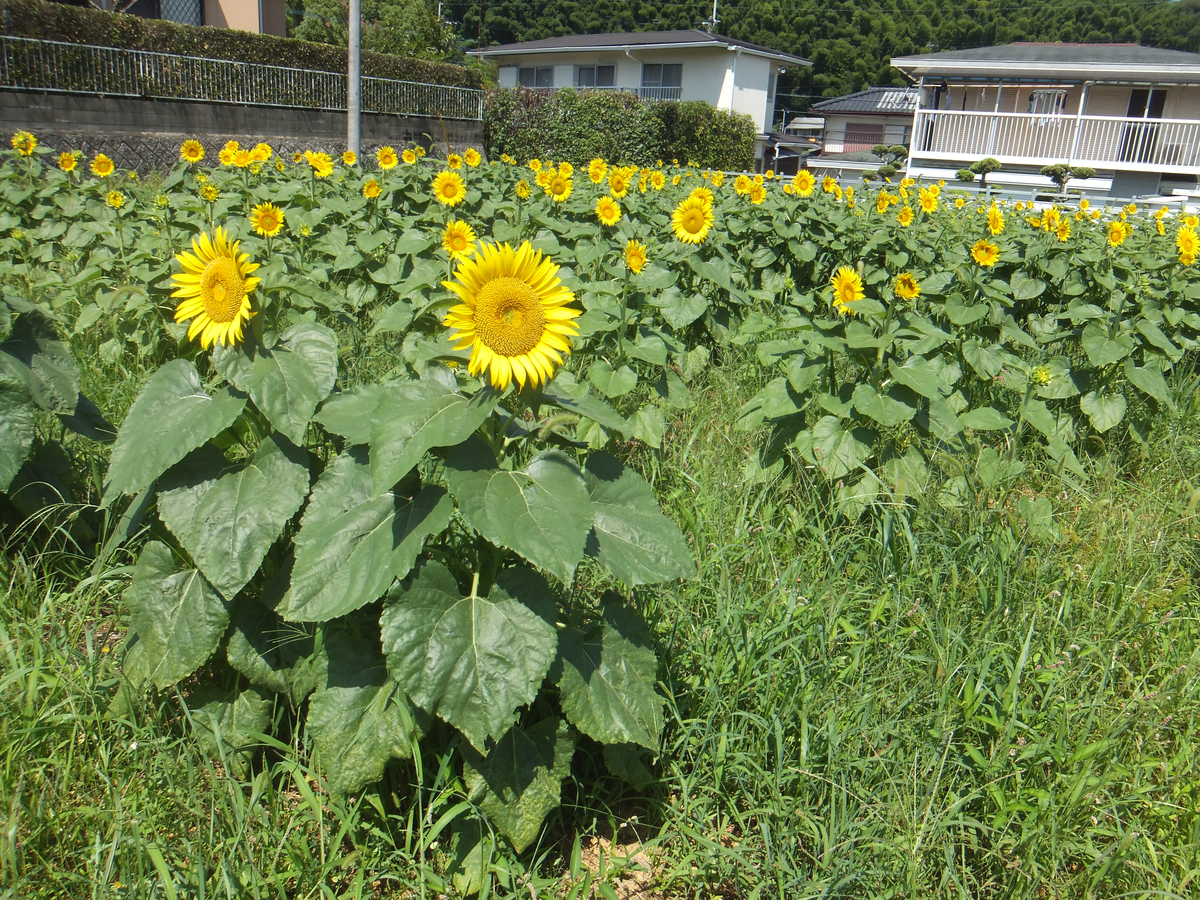 南区住宅街のひまわり