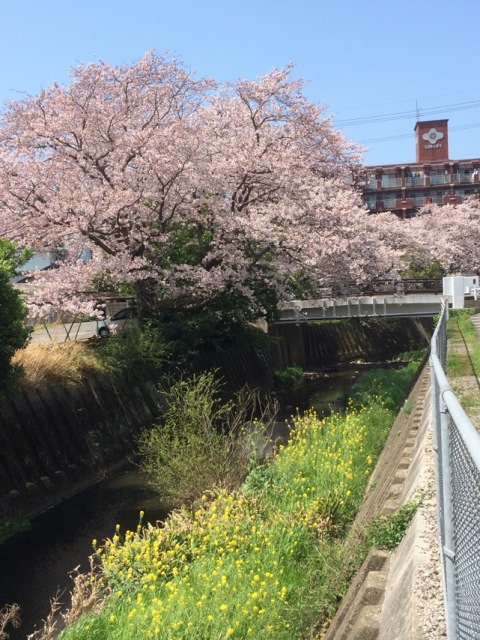 大川　永黒地区　桜の川辺に咲く菜の花