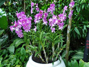 画像の説明)#show(hana_1412_5.jpg,aroundr,画像の説明 画像の説明)#show(hana_1412_5.jpg,aroundr,画像の説明