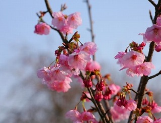 画像の説明 画像の説明