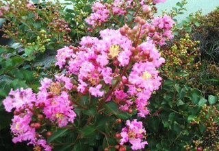 画像の説明 画像の説明